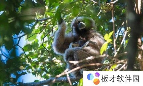 2021《微博》1月15日森林驿站每日一题答案