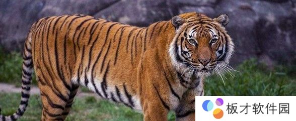 2021《微博》2月6日森林驿站每日一题答案