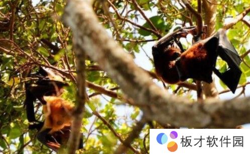 2020《微博》12月30日森林驿站每日一题答案