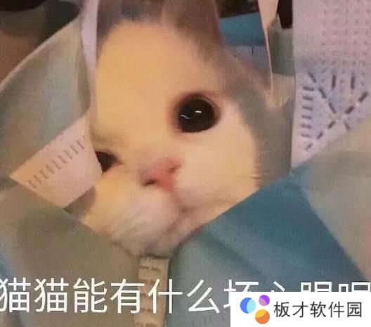 猫猫能有什么坏心眼呢表情包分享