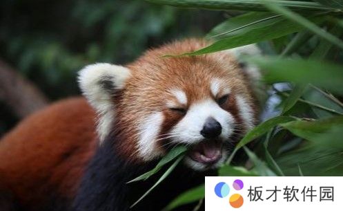 2021《微博》1月11日森林驿站每日一题答案