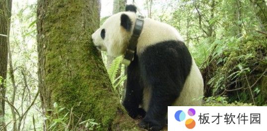 2021《微博》1月18日森林驿站每日一题答案