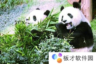 2021《微博》1月21日森林驿站每日一题答案