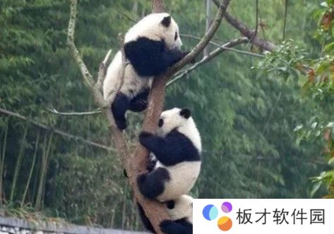 2021《微博》1月22日森林驿站每日一题答案