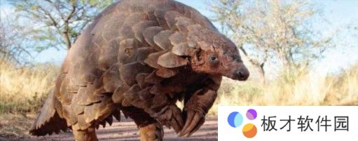 2021《微博》1月25日森林驿站每日一题答案