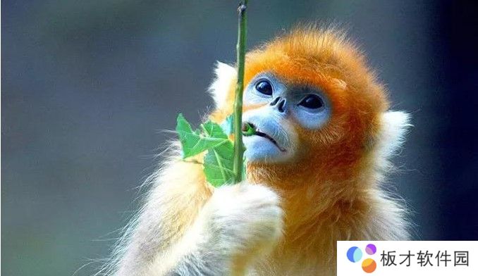 2021《微博》1月27日森林驿站每日一题答案