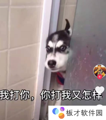 《微信》8.0状态背景视频素材哈士奇分享