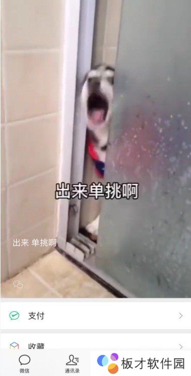 《微信》8.0状态背景视频素材哈士奇分享